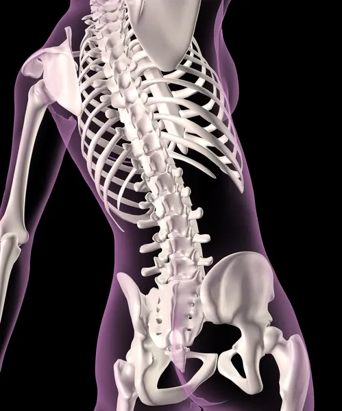 Female skeleton — Stock Image Female skeleton Stock Image
