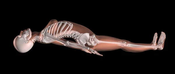 Female Skeleton in Yoga Position — Stock Image Female Skeleton in Yoga Position Stock Picture