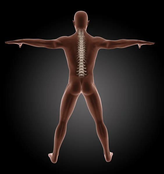 Male medical skeleton — Stock Photo, Image