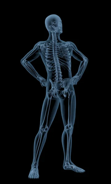 Tıbbi erkek iskeleti — Stok fotoğraf