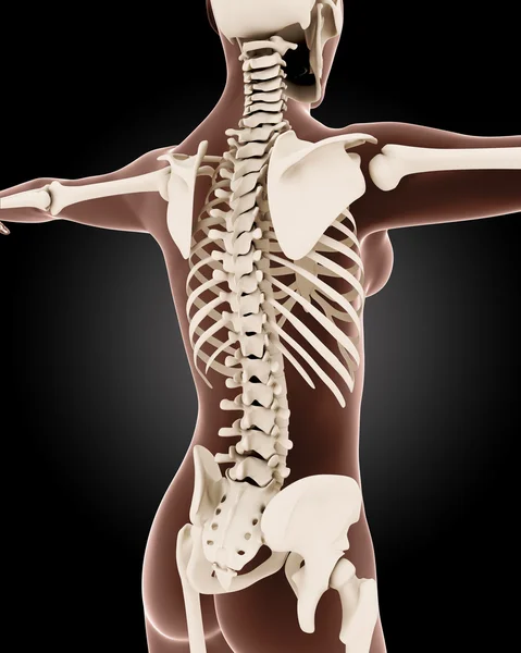 Female medical skeleton — Stock Photo, Image