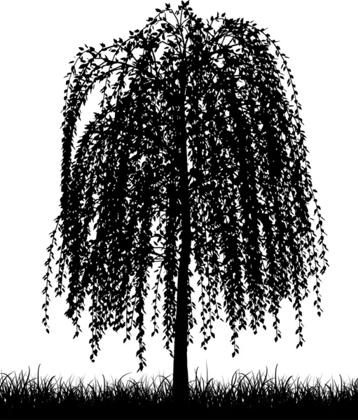 Weeping willow — Stock Vector