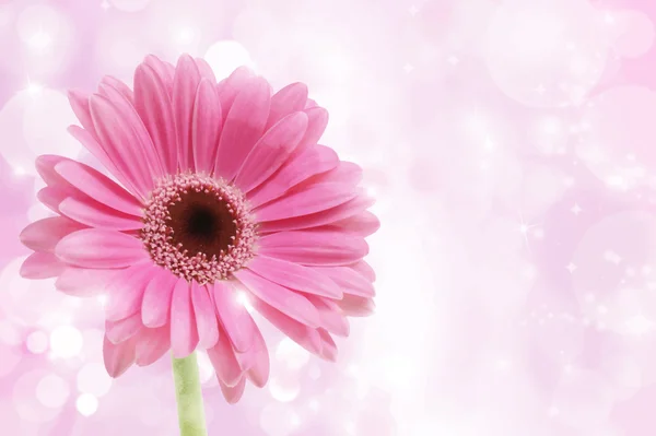 粉色非洲菊雏菊 — 图库矢量图片