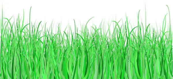 Green grass — Stock Vector