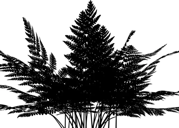蕨类植物的剪影 — 图库矢量图片