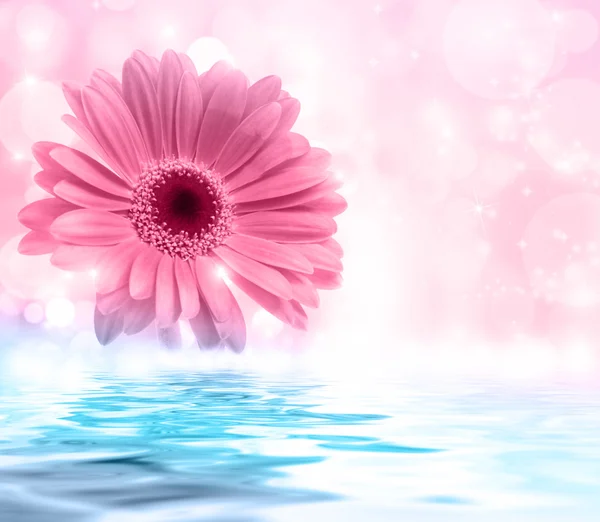 Kwiat różowy gerbera — Zdjęcie stockowe