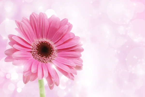 Gerbera rosa Fiore — Foto Stock