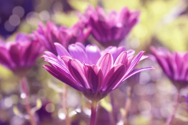 Gerbera Daisies — Stock Photo, Image