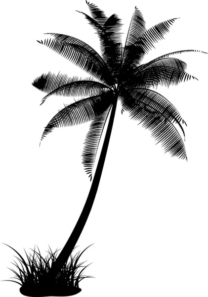 Palm tree — Stock Vector