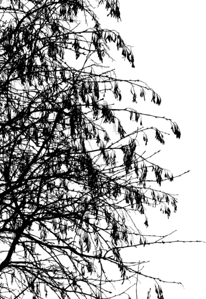 Arbre — Image vectorielle