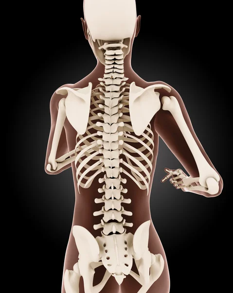 Esqueleto médico femenino —  Fotos de Stock