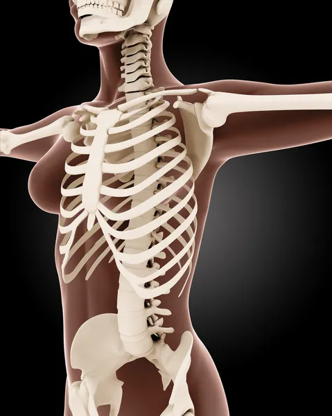 Female medical skeleton — Stock Photo, Image