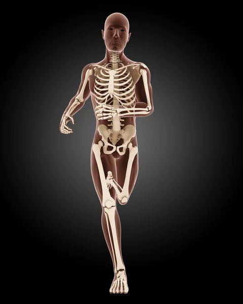 Running male medical skeleton — Stock Photo, Image