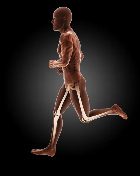 Бег трусцой мужской медицинский скелет — стоковое фото