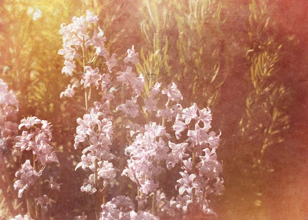 빈티지 꽃 배경 — 스톡 사진
