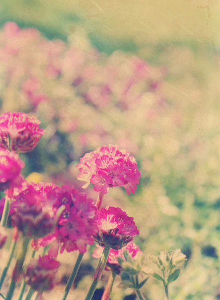 Vintage flowers background — Stock Photo, Image