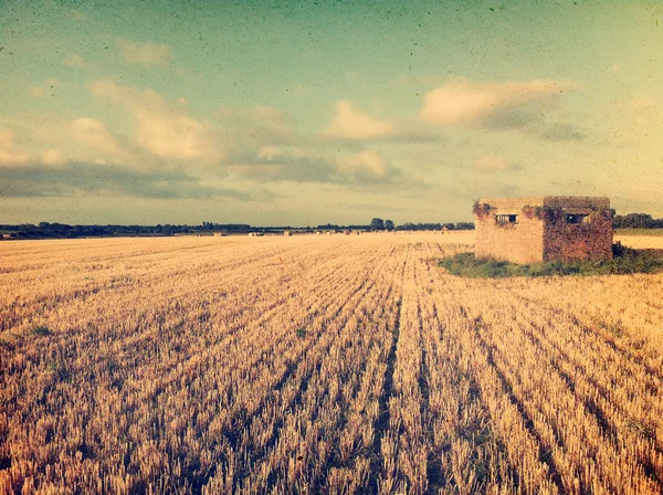 Immagine Vintage campo di grano — Foto Stock