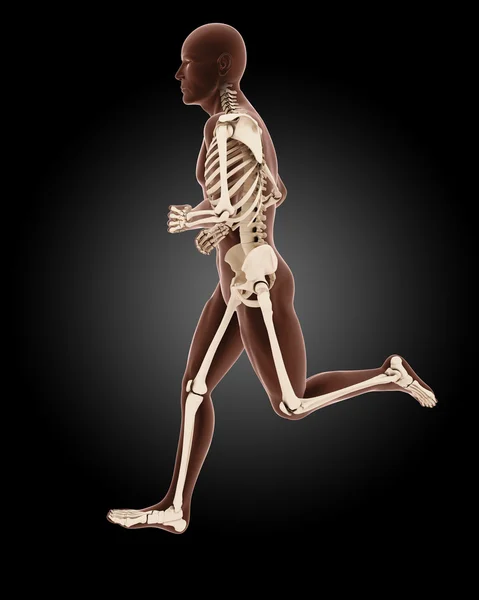 Jogging male medical skeleton — Stock Image Jogging male medical skeleton Stock Picture