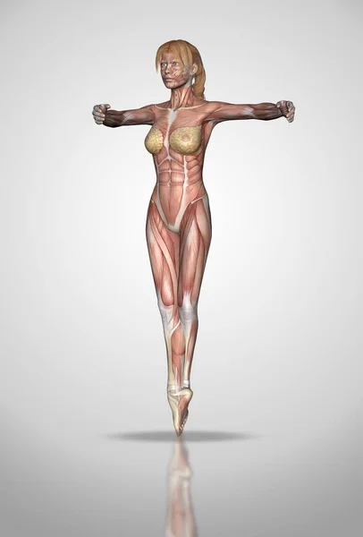 Representación Una Figura Femenina Pose Ballet Con Textura Mapa Muscular — Foto de Stock