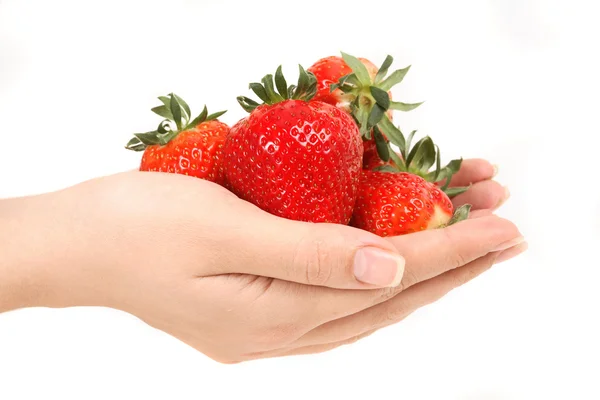 Fraises fraîches dans les mains sur fond blanc — Photo