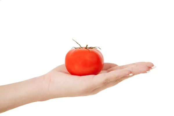 Beautiful female hand holding a perfect red tomato isolated on white background — Stock Photo, Image