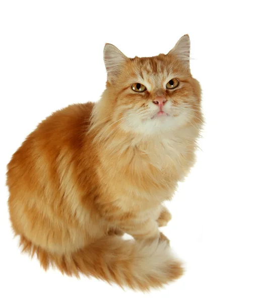 흰 배경에 있는 붉은 고양이 — 스톡 사진