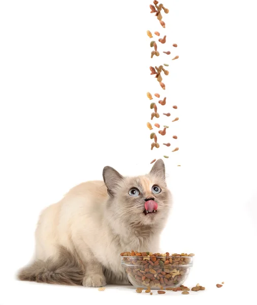 Γάτα τρώει γούνα γάτας ξηρή τροφή — Φωτογραφία Αρχείου