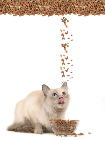Γάτα τρώει γούνα γάτας ξηρή τροφή — Φωτογραφία Αρχείου