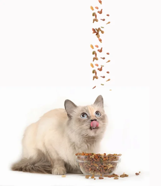 kedi yiyen kediler için Kuru gıda