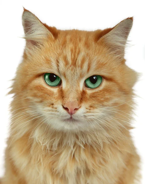 Gato vermelho em um fundo branco Fotografia De Stock