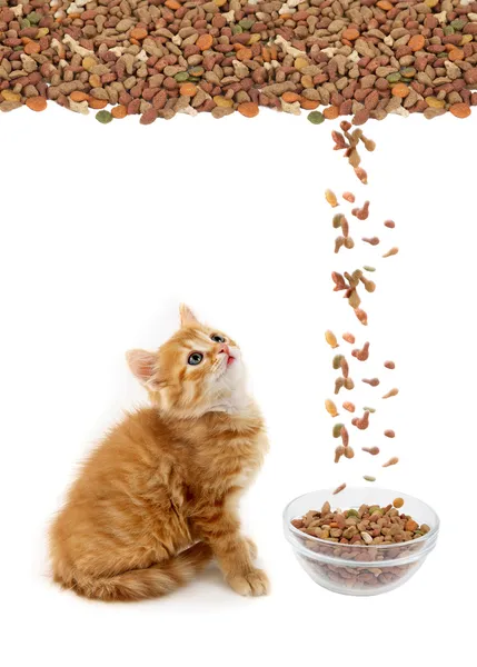 Γάτα τρώει γούνα γάτας ξηρή τροφή Εικόνα Αρχείου