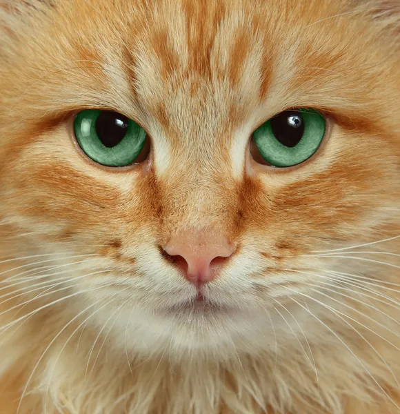 Gato vermelho em um fundo branco — Fotografia de Stock