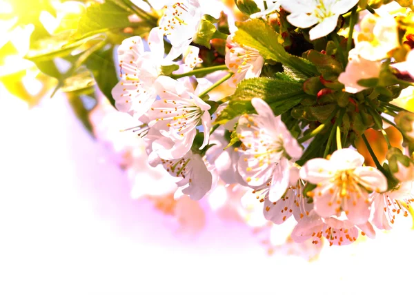 Fundo da borda da primavera com flor rosa — Fotografia de Stock