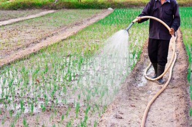 Asyalı adam Bahçe Sulama