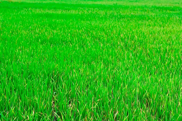 Campos de arroz verde — Fotografia de Stock