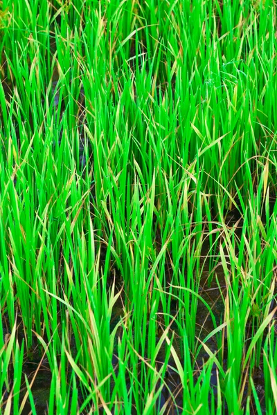 Campos de arroz verde — Fotografia de Stock