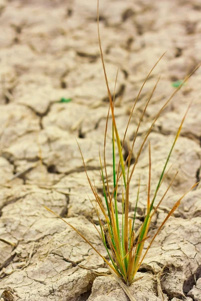 Pequena planta em solo castanho seco — Fotografia de Stock