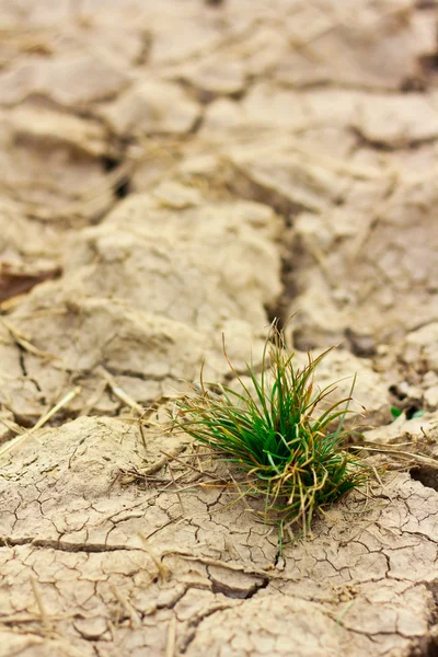 Маленькое растение в сухой коричневой почве — стоковое фото