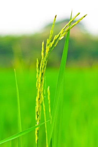 Spikelet of rice — Stock Photo, Image