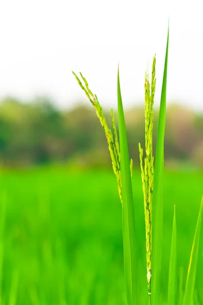 Spikelet of rice — Stock Photo, Image