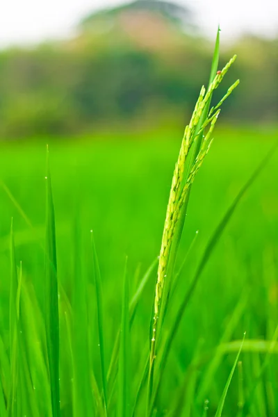 Spikelet of rice — Stock Photo, Image