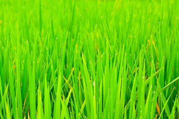 Fechar campos de arroz — Fotografia de Stock