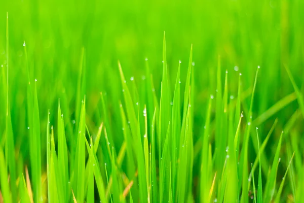 Fechar campos de arroz — Fotografia de Stock