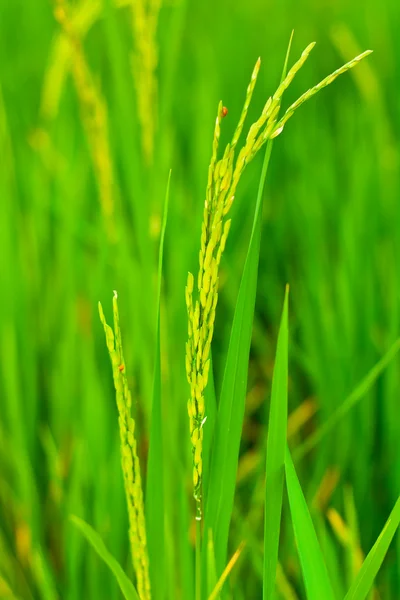 Spikelet of rice — Stock Photo, Image
