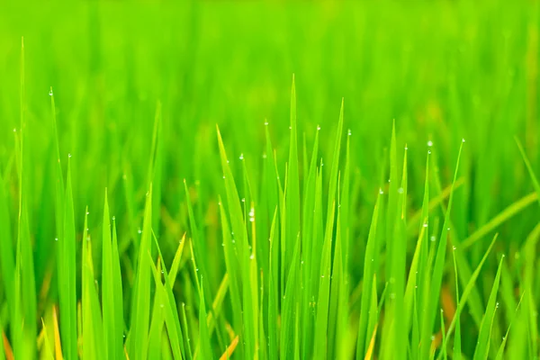 Fechar campos de arroz — Fotografia de Stock