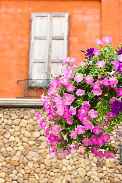 Vertikales Bild von rosa Petunienblüten — Stockfoto