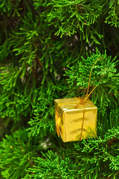 Small gift box on pine. — Stock Photo, Image