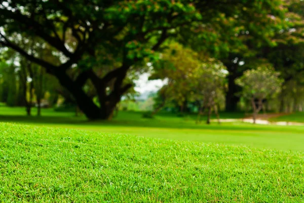 Paisagem de um campo verde — Fotografia de Stock