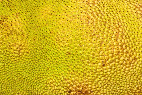 Closeup Of Textured Skin Of A Jack-fruit — Stock Photo, Image