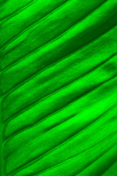 Fresh green leaf — Stock Photo, Image